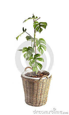 Rhaphidophora tetrasperma Native to southern in Thailand and Malaysia call â€œmini monsteraâ€ in pot isolated on white Stock Photo